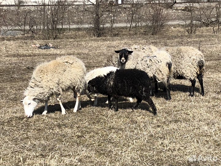 Овцы бараны