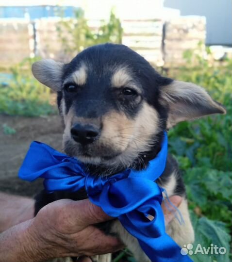 Щенок мальчик красавчик