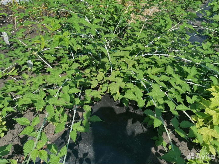 Ирга, барбарис и шиповник