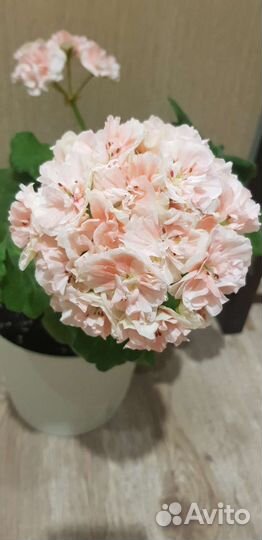 Пеларгония ес-Персиковый авантюрин