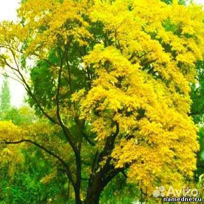 Бархат амурский