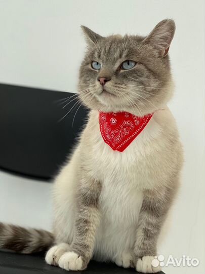 Ошейник для кошек