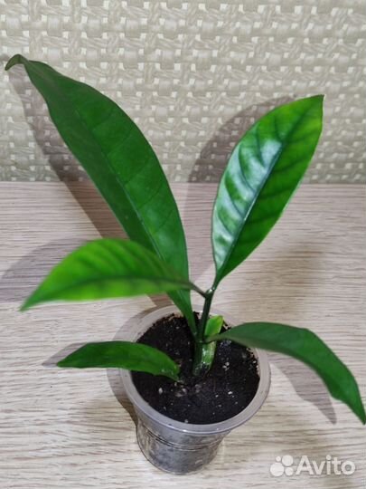 Табернемонтана BangsaphanDream-вариегатный