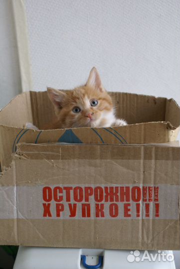 Котёнок смешной