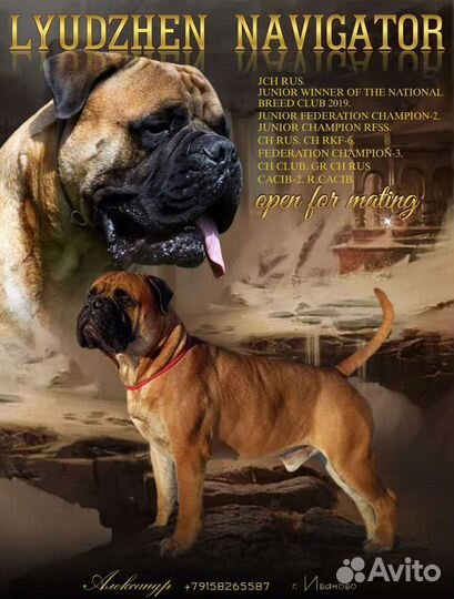 Бульмастиф