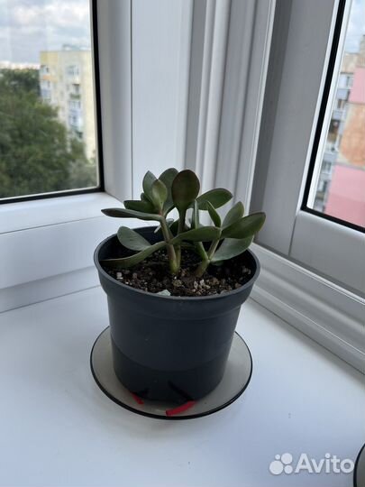 Крассула (денежное дерево)