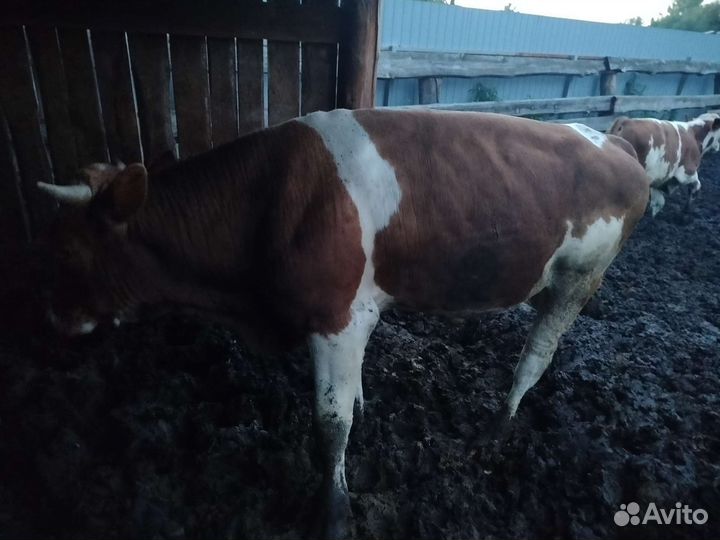 Бык/телка на мясо/живым весом