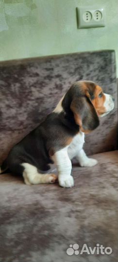 Щенки Бигля