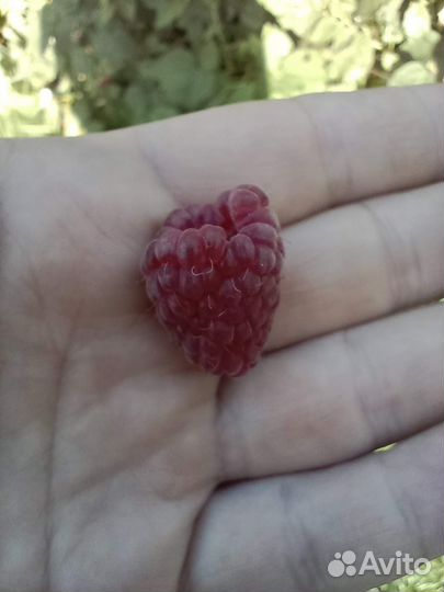 Саженцы малины сорт Колокольчик