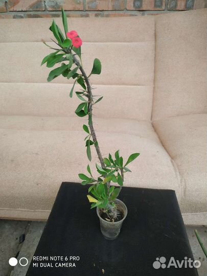 Кактусы и суккуленты