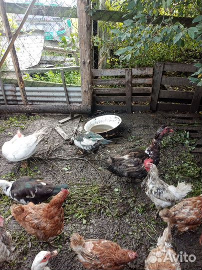 Утки, куры
