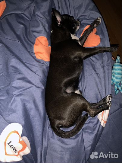 Вязка кобель чихуахуа