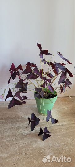 Баттерфляй