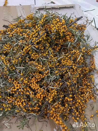 Облепиха свежая горная