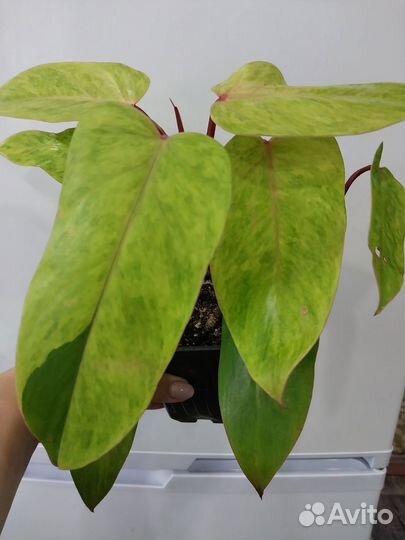 Филодендроны