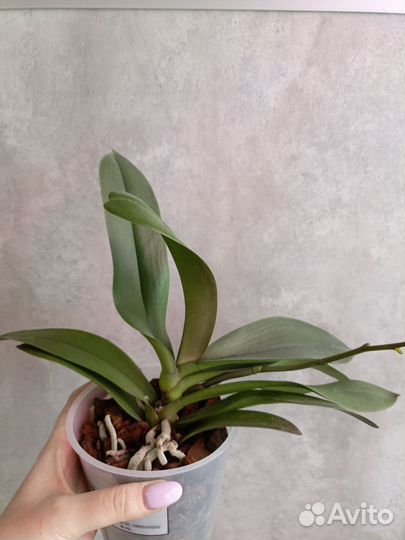 Орхидея фаленопсис