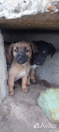 Щенята охранники, мальчики и девочки