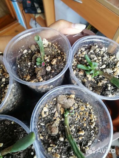 Крассула толстянка