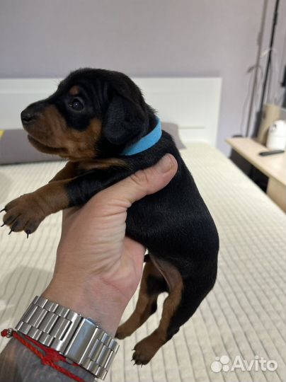 Мини доберман (цвергпинчер)