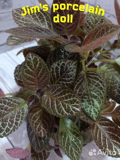 Набор эписций