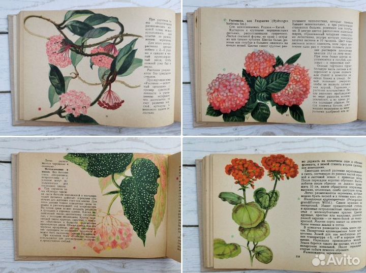 Акварельные иллюстрации комнатных растений в книге