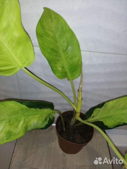 Филодендрон Тай Санрайз