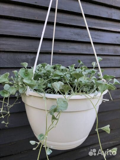 Дихондра в кашпо