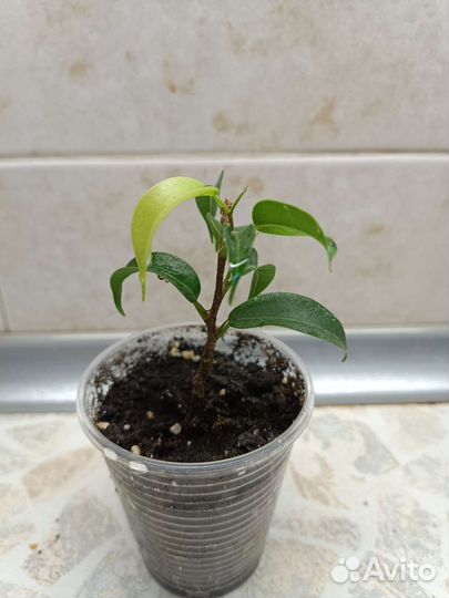 Фикус Бенджамина Наташа