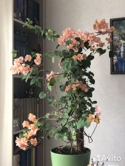 Бугенвилия