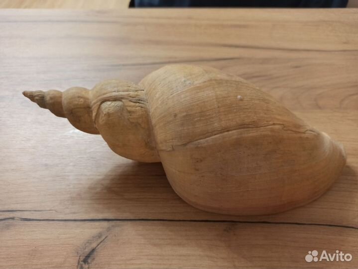 Морская раковина