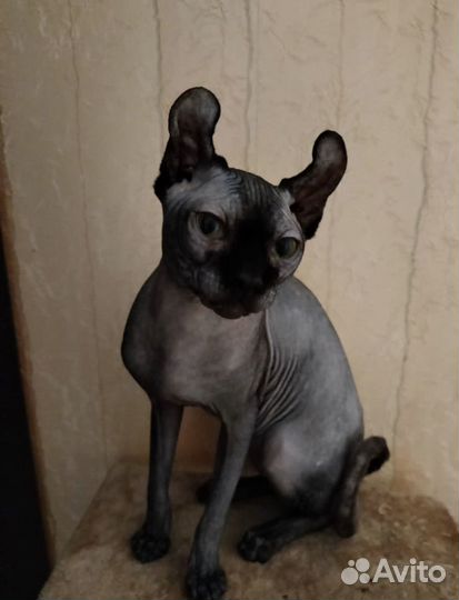 Сфинкс эльф вязка