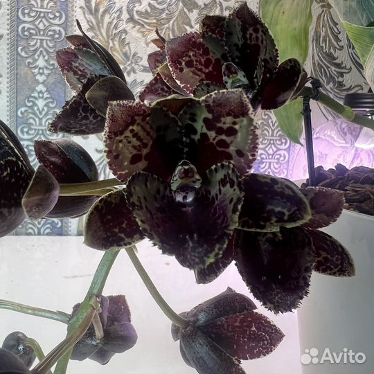 Fdk. l'amour de vie de sue орхидея марковка