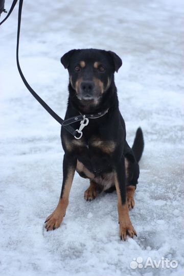 Пес Харди в поисках дома