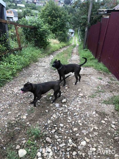 Найдены собаки