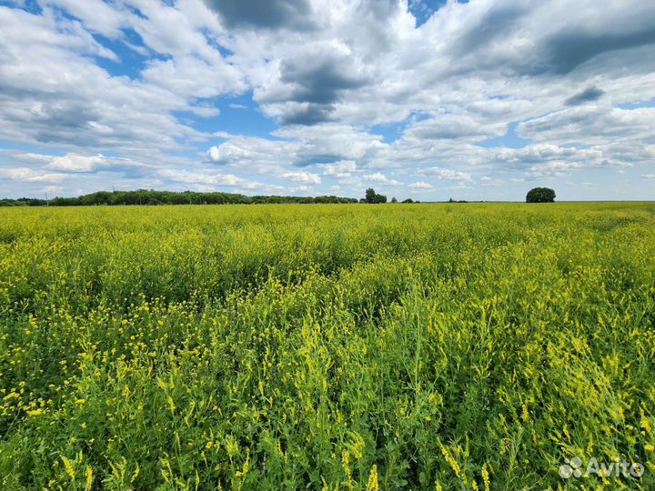 Мёд от правильных пчел - медосбор 2023г