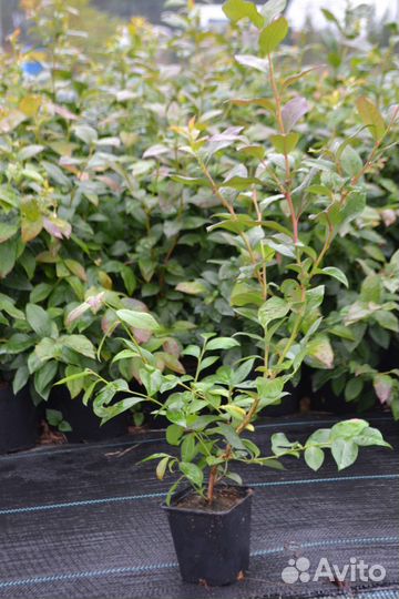 Голубика саженцы оптом