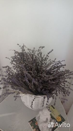 Лаванда узколистная сухоцвет