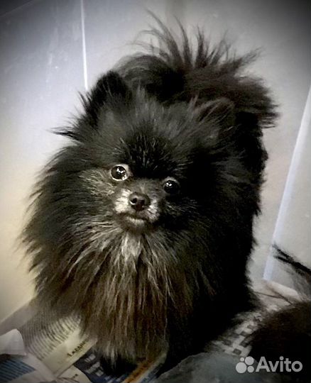 Померанский шпиц тип мишка мини