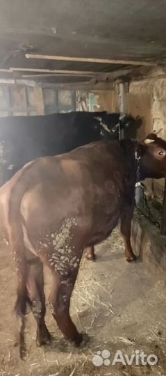 Пподам телок и быка