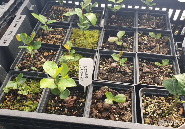 Саженцы Камелия Горная