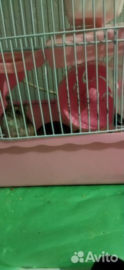 Продам двух хомяков, с клеткой 900, без 200