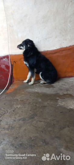 Собака и щенки