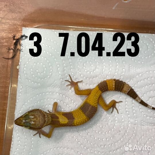 Геккон эублефар