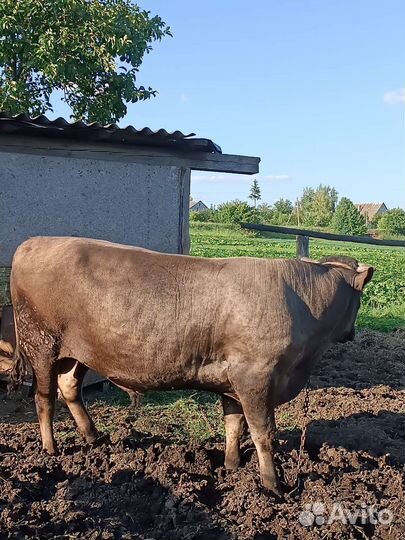Бык на племя