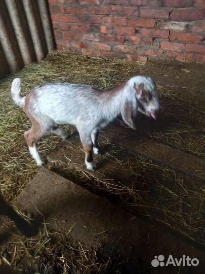 Козлята козы