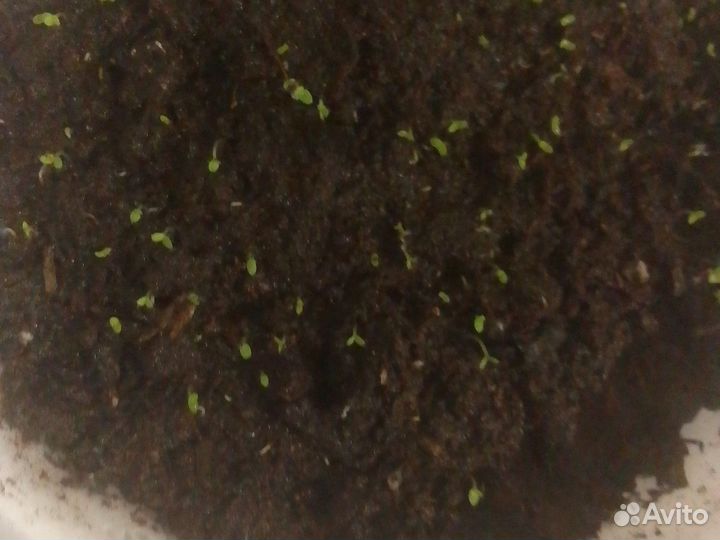 Семена табака