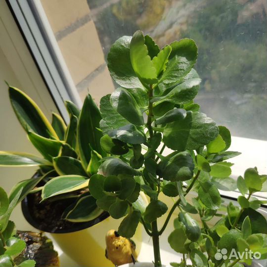 Каланхоэ цветущий