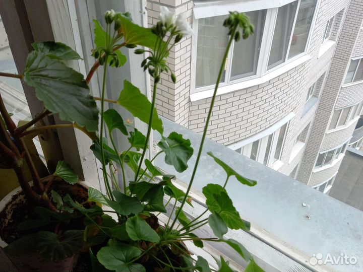 Пеларгония герань