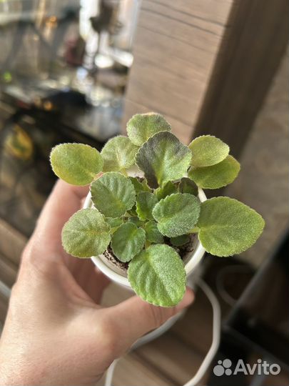 Фиалка детки набором