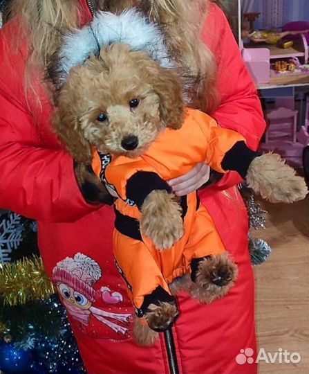 Одежда для собак